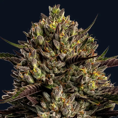 Anesia Seeds - Chimera Cut