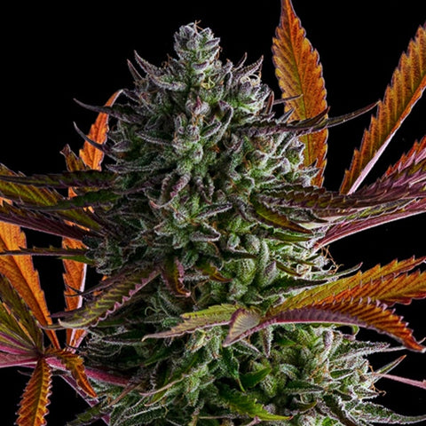 Anesia Seeds - Strawberry Pop Rocks