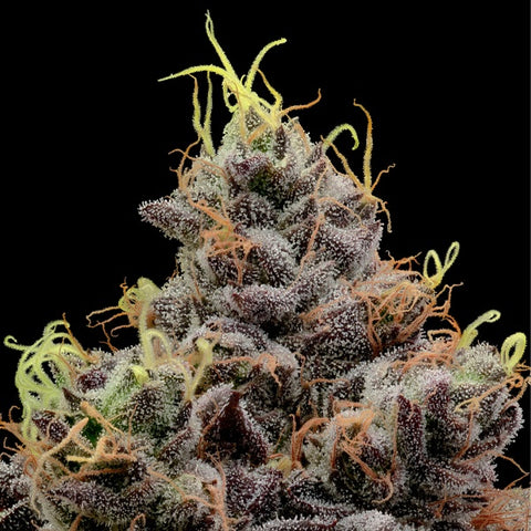 Anesia Seeds - Think Tank