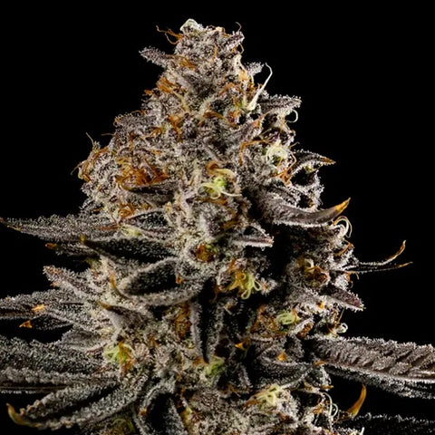 Anesia Seeds - Smashberry Fumez Auto