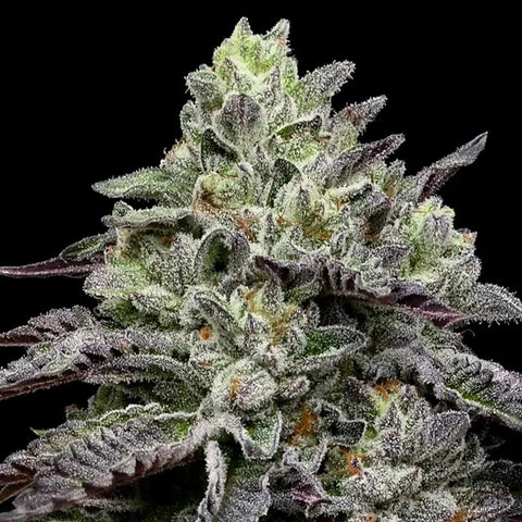 Anesia Seeds - Smashberry Fumez