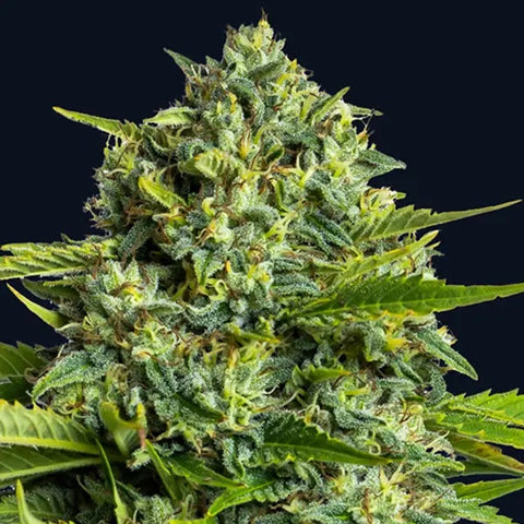Anesia Seeds - Sticky Boof