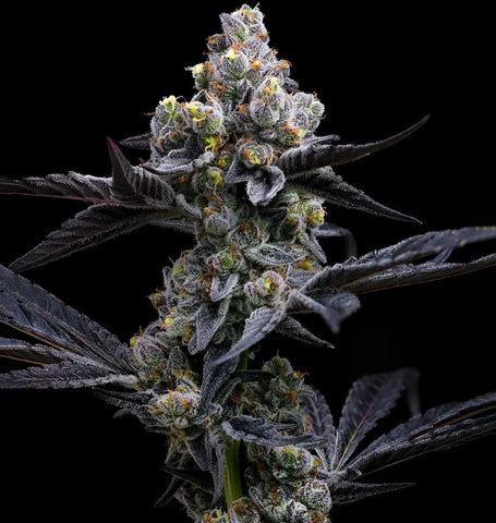 Barneys Farm Seeds - Garlic Cookies