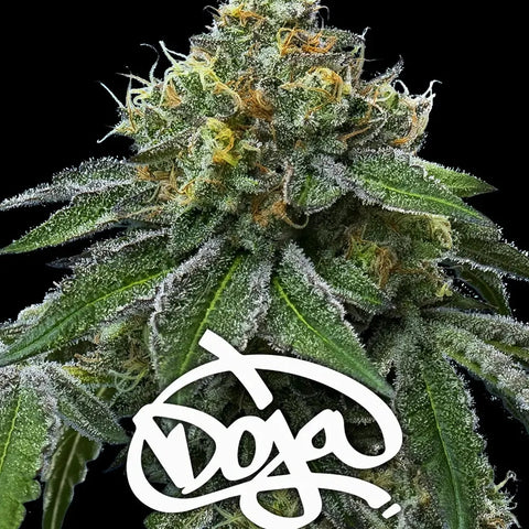 Barneys Farm Seeds x Doja - RS11 x Banana OG