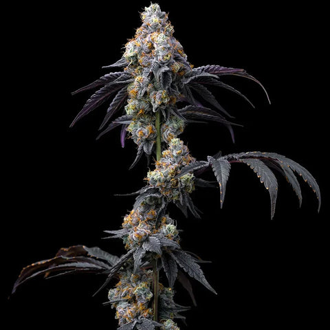 Barneys Farm Seeds - Rainbow Sherbet