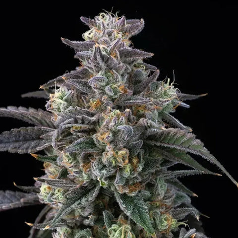 Barneys Farm Seeds - Super Boof