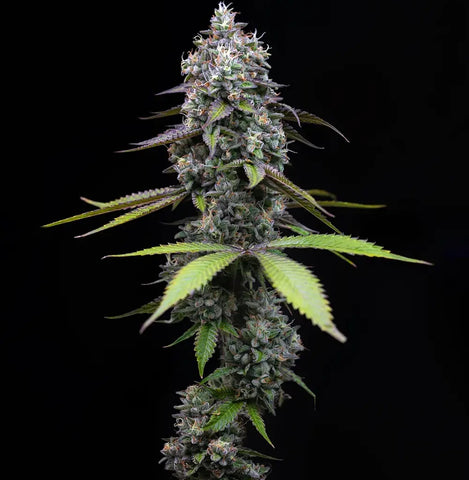 Barneys Farm Seeds - Zoap