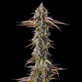 Compound Genetics - Strawberry Skrilla