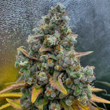 Conscious Genetics - 7 x Pink Quavers