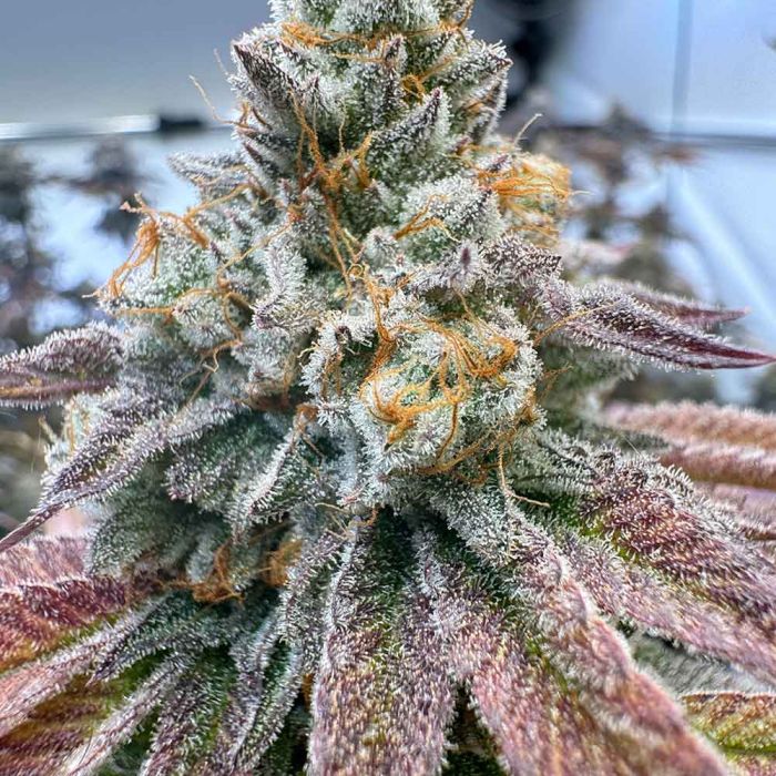 Conscious Genetics - Zapplez 2.0 – The JuicyJoint