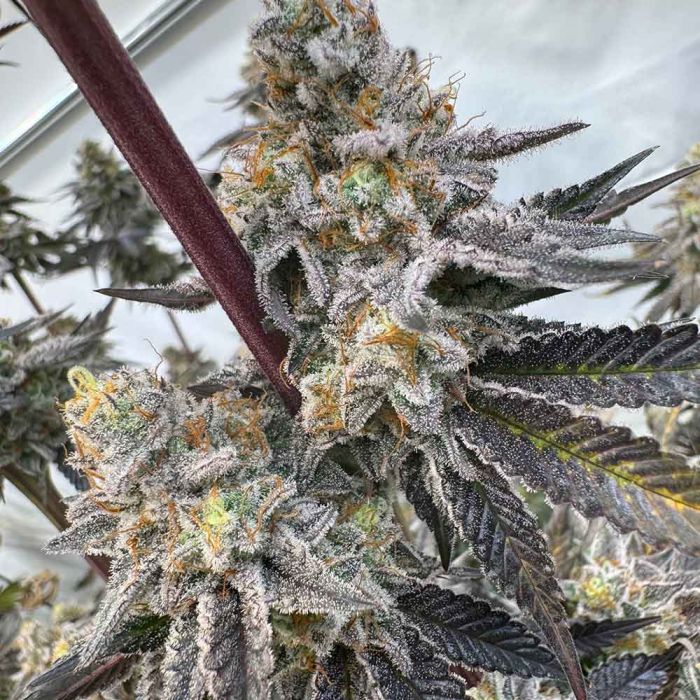 タイニークラッシュlow #TRIBE WEED Ver2 Amazon.co.jp: DRT タイニークラッシュ LOW TRIBE WEED Ver.2