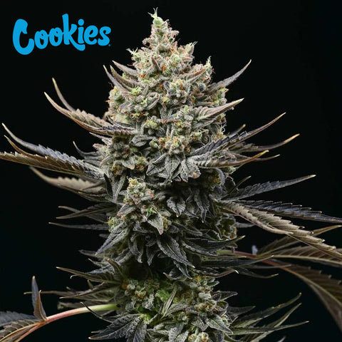Cookies Seed Bank - Corn Syrup
