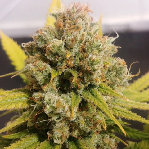 Dutch Passion - Lemon Z