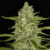 Fast Buds - Papaya Cookies Auto™