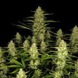 Fast Buds - Papaya Cookies Auto™