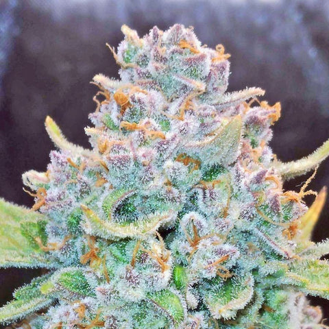 Fast Buds - Papaya Cookies Auto™