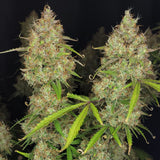 Fast Buds - Pound Cake Auto™