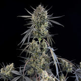 Fast Buds - Pound Cake Auto™