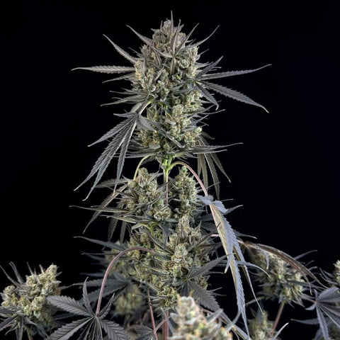 Fast Buds - Pound Cake Auto™