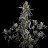 Fast Buds - Pound Cake Auto™