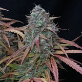 Fast Buds - Pound Cake Auto™