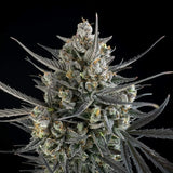 Fast Buds - Pound Cake Auto™