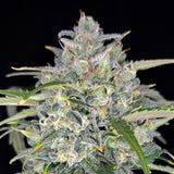 Fast Buds - Sour Jealousy Auto™