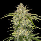 Fast Buds - Sour Jealousy Auto™