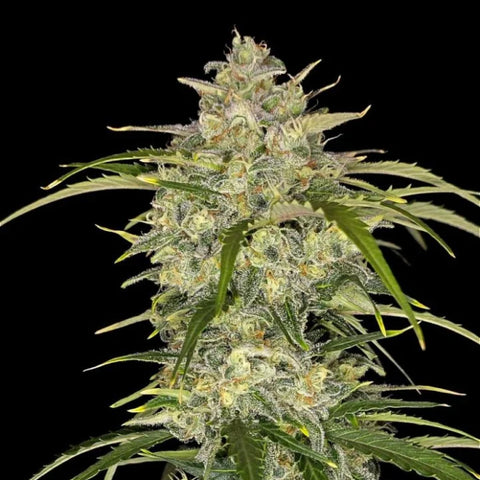 Fast Buds - Sour Jealousy Auto™