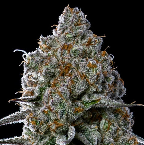 Anesia Seeds - Friday Boof