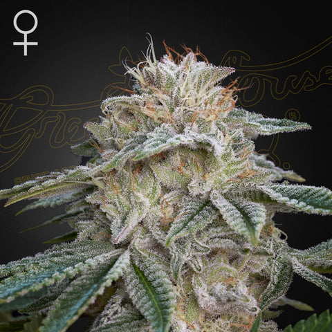 Green House Seeds - Super Lemon Haze x GMO
