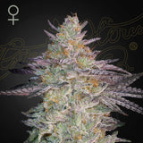 Green House Seeds - Super Lemon Haze x GMO