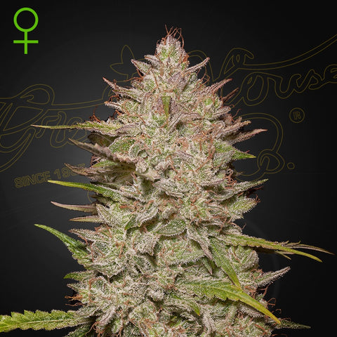 Green House Seeds - Chemical Candy Auto