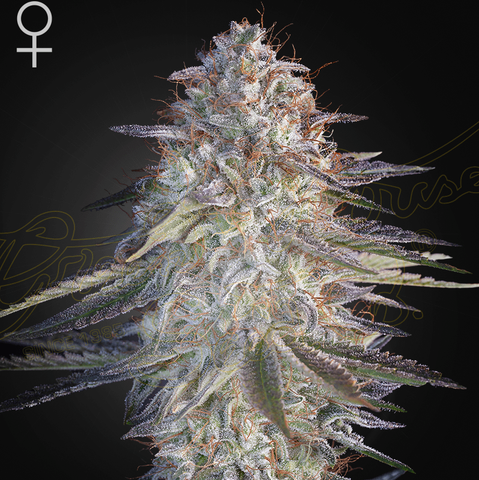 Green House Seeds - Super Lemon Haze x Pink Candy