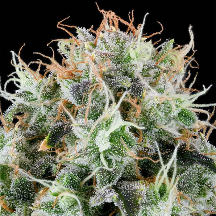 Grounded Apple Drops The JuicyJoint