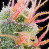 Grounded Genetics - Pink Honey