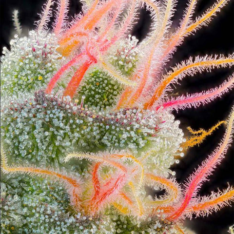 Grounded Genetics - Pink Honey