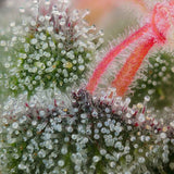 Grounded Genetics - Pink Honey