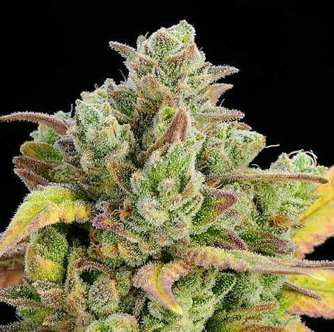 Anesia Seeds - Honey Fried Bananas