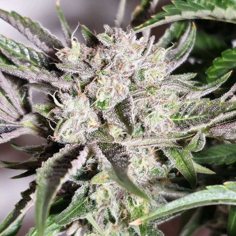 Karma Genetics - Pink Fritter