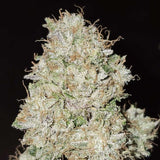 Karma Genetics - Pink Fritter