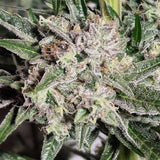 Karma Genetics - Pink Fritter