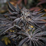 Karma Genetics - Pink Sherb