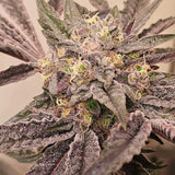 Karma Genetics - Pink Sherb