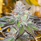 Old School Genetics - Velvet Kosher