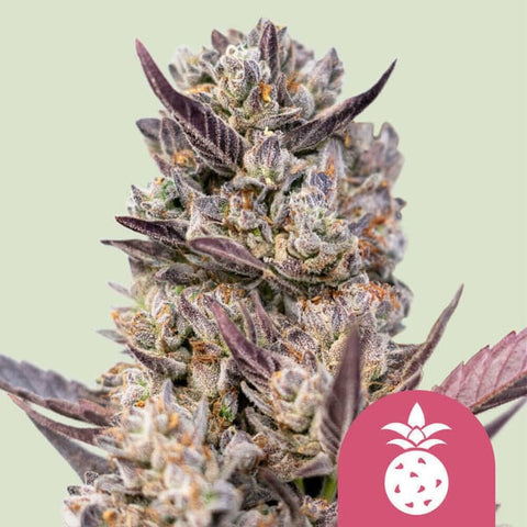 Royal Queen Seeds - Tropicana Cookies Purple