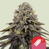 Royal Queen Seeds x Tyson 2.0 - Dynamite Diesel