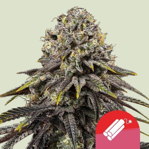 Royal Queen Seeds x Tyson 2.0 - Dynamite Diesel