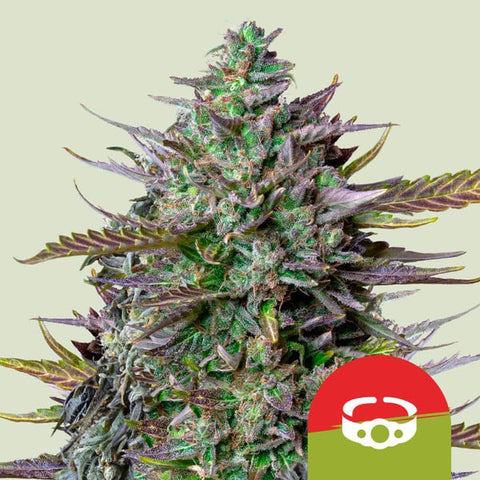 Royal Queen Seeds x Tyson 2.0 - GOAT'lato Auto