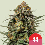 Royal Queen Seeds x Tyson 2.0 - Gelato 44